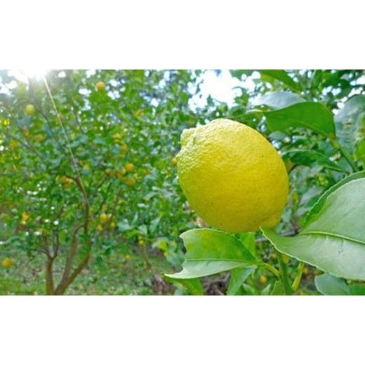 ふるさと納税 みかん・柑橘類 レモン 香川県 土庄町 小豆島 豊島レモン2.5キロ 12月上旬発送開始