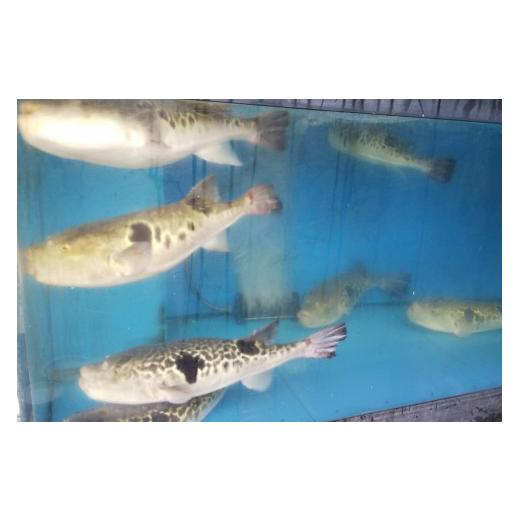 ふるさと納税 フグ 大分県 臼杵市 養殖＆天然とらふぐの贅沢食べ比べ とらふぐ刺しふぐ鍋セット（6〜8人前）［冷蔵］臼杵湯の里_7