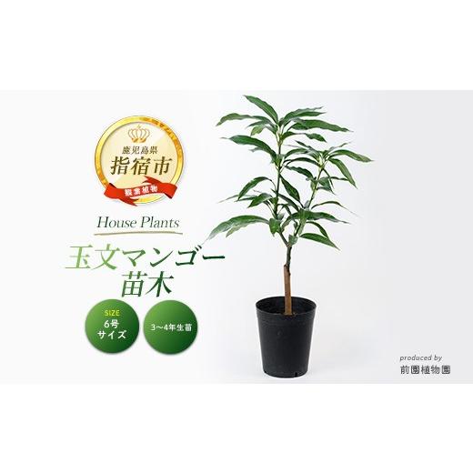 ふるさと納税 雑貨・日用品 苗木 鹿児島県 指宿市 2026年1月中旬〜発送 観葉植物 玉文(ぎょくぶん)マンゴー苗木6号ポット 3〜4年生苗木(前園植物園/IB002-021…