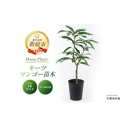 ふるさと納税 雑貨・日用品 苗木 鹿児島県 指宿市 2026年1月中旬〜発送 観葉植物 キーツマンゴー苗木6号ポット 3〜4年生苗木(前園植物園/IB002-020) 観葉植物…