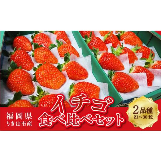 ふるさと納税 いちご 福岡県 うきは市 梶原フルーツのイチゴ食べ比べセット 2026年2月 出荷予定 いちご 苺 イチゴ 旬 フルーツ 果物 くだもの 果実 食べ比べ …