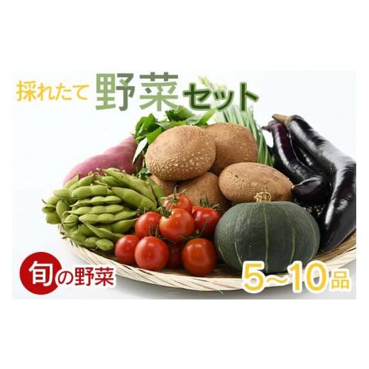 ふるさと納税 セット・詰合せ 栃木県 さくら市 産地直送 採りたて野菜セット 旬の野菜 新鮮 詰め合わせ 栃木県産 国産