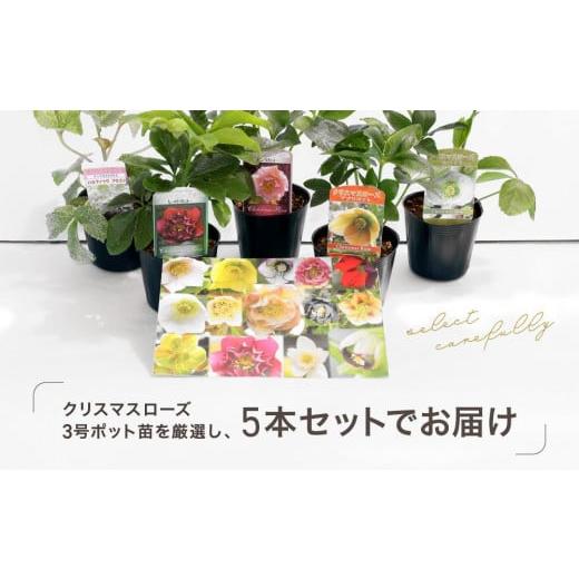 ふるさと納税 雑貨・日用品 花 神奈川県 横浜市 クリスマスローズ3号