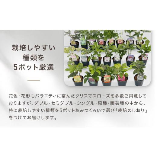 ふるさと納税 雑貨・日用品 花 神奈川県 横浜市 クリスマスローズ3号