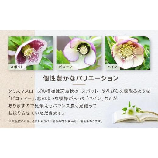 ふるさと納税 雑貨・日用品 花 神奈川県 横浜市 クリスマスローズ3号