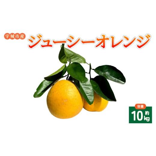 ふるさと納税 果物類 みかん 熊本県 宇城市 みかん ジューシーオレンジ 約10kg 20玉前後 吉良果樹園 2026年5月上旬から8月下旬順次発送 宇城市産