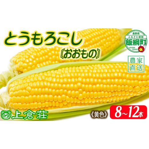 ふるさと納税 とうもろこし 長野県 飯綱町 信州産 朝採り 黄色 とうもろこし 8本 〜 12本 ( 品種 おおもの ) 上倉荘 配送先は本州限定 2026年8月上旬頃から202…