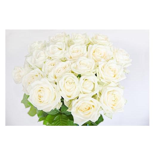 ふるさと納税 雑貨・日用品 花 山形県 寒河江市 白系 薔薇の花 20本×長さ60cm (切り花延命剤付属) 配送不可 沖縄・離島 018-K-MM034-white 白系(単色)