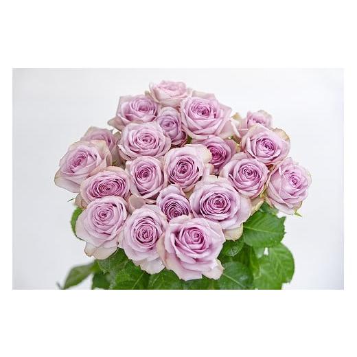 ふるさと納税 雑貨・日用品 花 山形県 寒河江市 紫系 薔薇の花 20本×長さ60cm (切り花延命剤付属) 配送不可 沖縄・離島 018-K-MM034-violet 紫系(単色)