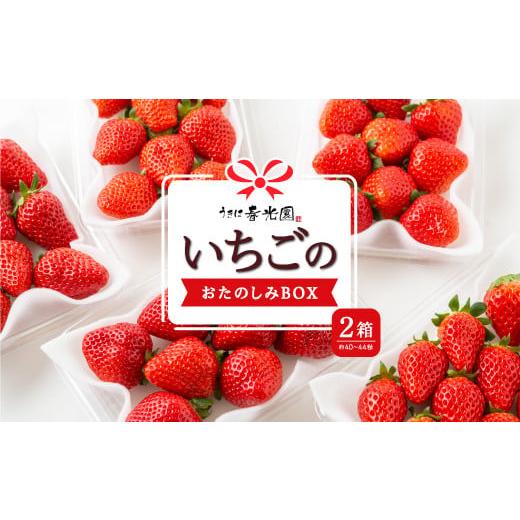 ふるさと納税 いちご 福岡県 うきは市 春光園 いちごのおたのしみBOX 2箱 2026年2月 出荷予定 苺 いちご イチゴ 果物 くだもの 果実 フルーツ スイーツ デザー…