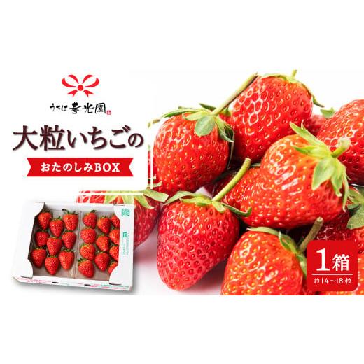 ふるさと納税 いちご 福岡県 うきは市 春光園 大粒いちご おたのしみBOX 1箱 2026年3月 発送予定 苺 いちご イチゴ 大粒 果物 くだもの 果実 フルーツ スイー…