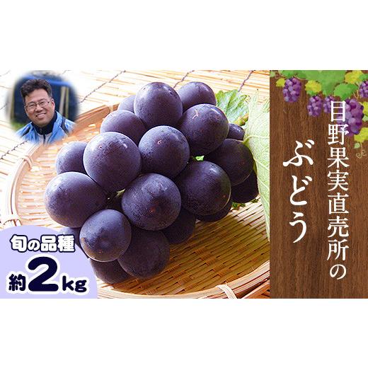 ふるさと納税 ぶどう マスカット 熊本県 荒尾市 ぶどう 約 2kg[8月上旬-9月上旬頃出荷]旬の品種 ( 巨峰 or 藤稔 or ブラックビート or ピオーネ ) 目野果実…