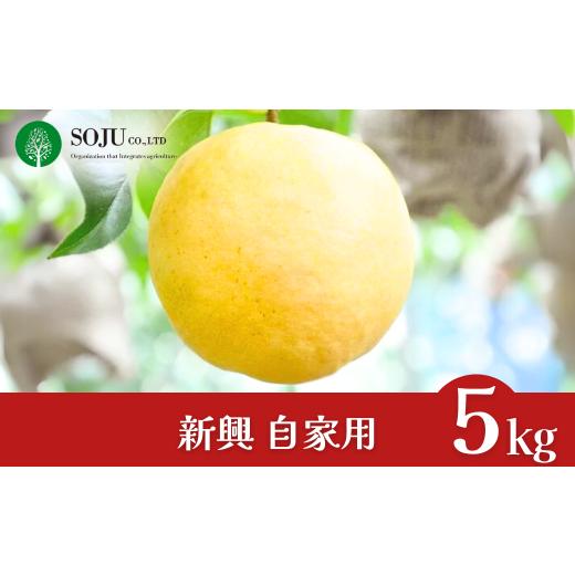 ふるさと納税 梨 新潟県 三条市 和梨 新興 自家用 約5kg 令和7年度 新潟県産 梨 三条果樹専門家集団