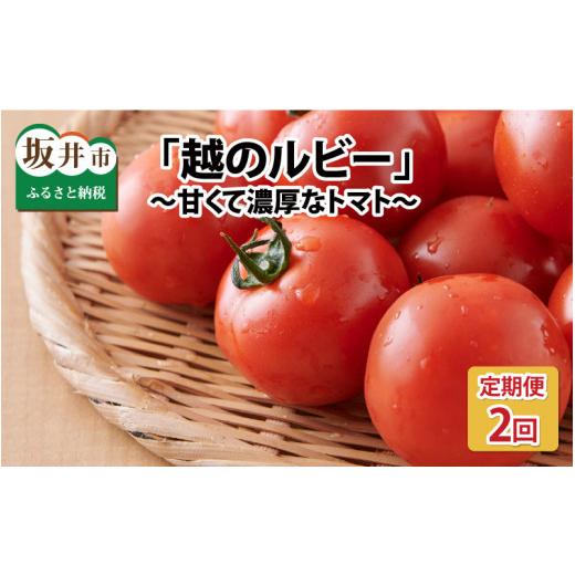 ふるさと納税 野菜類 トマト 福井県 坂井市 定期便 年2回お届け「越のルビー」 1.8kg (計3.6kg) 〜甘くて濃厚なトマトをお届けします〜 1回目:2026年6月上旬…