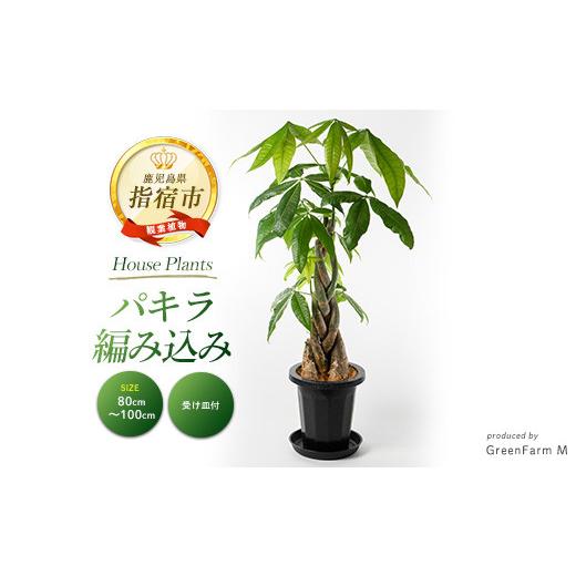 ふるさと納税 雑貨・日用品 苗木 鹿児島県 指宿市 4月以降〜順次発送 観葉植物 パキラ編み込み80cm〜100cm(Green Farm M/IB075-022) 観葉植物 植物 鉢付 イン…