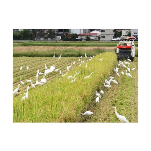 ふるさと納税 米 コシヒカリ 埼玉県 杉戸町 無農薬栽培 コシヒカリ 白米 2ヶ月に1回定期便（全3回） 計13.5kg（4.5kg×3回） | 米 お米 コメ ご飯 お取り寄せ …の画像