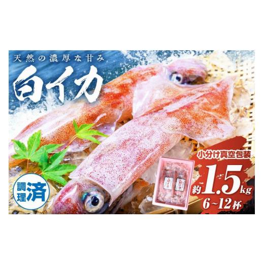 ふるさと納税 いか 京都府 京丹後市 BBQに至適 白いか（ケンサキイカ） 膳だて済み 内容物1.5kg入り口・入口（6〜12匹） 小分け無意味さ荷作り 海鮮 魚介 烏賊 膳だて済み バーベキ…
