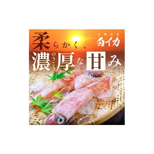 ふるさと納税 いか 京都府 京丹後市 BBQに至適 白いか（ケンサキイカ） 膳だて済み 内容物1.5kg入り口・入口（6〜12匹） 小分け無意味さ荷作り 海鮮 魚介 烏賊 膳だて済み バーベキ…