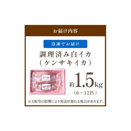 ふるさと納税 いか 京都府 京丹後市 BBQに至適 白いか（ケンサキイカ） 膳だて済み 内容物1.5kg入り口・入口（6〜12匹） 小分け無意味さ荷作り 海鮮 魚介 烏賊 膳だて済み バーベキ…
