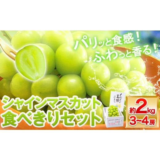 ふるさと納税 ぶどう マスカット 岡山県 笠岡市 先行予約 シャインマスカット 岡山 約2kg 食べ切りセット[2026年9月上旬頃出荷] 数量限定 シャイン マスカ…