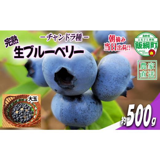ふるさと納税 果物類 長野県 飯綱町 冷蔵便 朝摘み 完熟 ブルーベリー 大玉 500g 井澤農園 配送先は本州限定 令和8年度収穫分 2026年7月中旬頃から2026年9月…