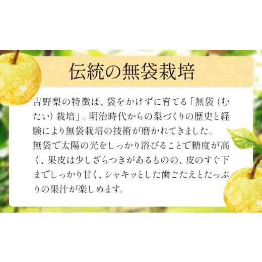 ふるさと納税 梨 熊本県 氷川町 梨 2026年先行予約 熊本県氷川町産 吉野梨 品種おまかせ 豊水 新高 あきづき 新興 約4kg (2〜16玉前後) 《8月上旬-9月末頃出荷…_3