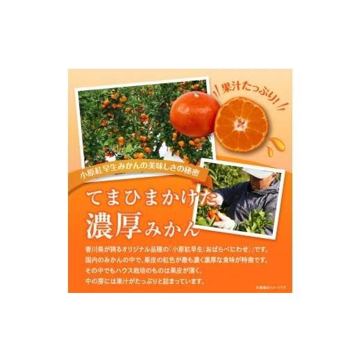ふるさと納税 果物類 みかん 香川県 高松市  訳あり ご家庭用小原紅早生みかん(大玉)　約5kg 2026年11月中旬〜2027年1月中旬配送 ｜早生ミカン みかん 早生み… |  | 02