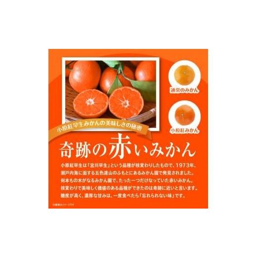 ふるさと納税 果物類 みかん 香川県 高松市  訳あり ご家庭用小原紅早生みかん(大玉)　約5kg 2026年11月中旬〜2027年1月中旬配送 ｜早生ミカン みかん 早生み… |  | 03