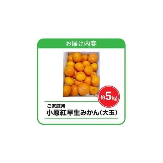 ふるさと納税 果物類 みかん 香川県 高松市  訳あり ご家庭用小原紅早生みかん(大玉)　約5kg 2026年11月中旬〜2027年1月中旬配送 ｜早生ミカン みかん 早生み… |  | 04