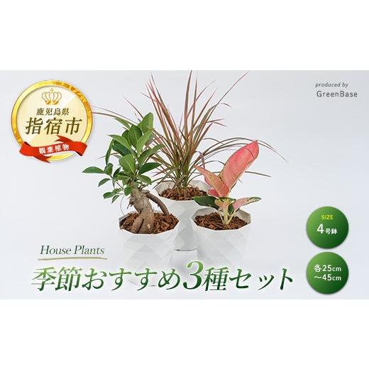 ふるさと納税 花・苗木 鹿児島県 指宿市 2026年3月中旬〜発送 観葉植物 店主におまかせ 季節おすすめ3種セット4号鉢×3(Green Base/IB003-010) 南国鹿児島県…