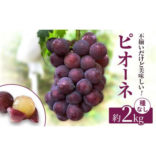 ふるさと納税 ぶどう 岡山県 高梁市   訳あり 辻葡萄園 の ピオーネ 約2kg ご家庭用 岡山県産 ぶどう 葡萄 果物 フルーツ 2026年 先行予約 果物類…