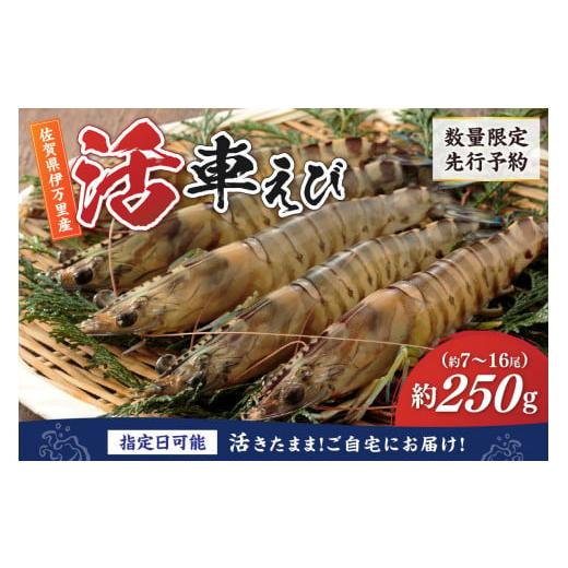 ふるさと納税 エビ 車エビ 佐賀県 伊万里市 活車海老 250g 指定日可能 数量限定 先行予約 (12月1日から配送開始) 010-C164 令和7年12月23日(火)お届け
