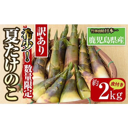 ふるさと納税 野菜類 鹿児島県 出水市 i342 先行予約受付中 2026年8月上旬〜10月中旬の間に発送予定 訳あり 鹿児島県出水市産 希少高級食材夏たけのこ 皮付き…