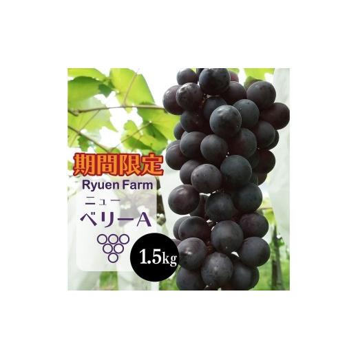 ふるさと納税 ぶどう 福岡県 川崎町 2026年8月下旬から発送 先行予約 ニューベリーA 1.5kg 冷蔵 ぶどう 巨峰 フルーツ 福岡県川崎町 竜円農園 先行予約 ぶど…