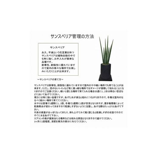 レア ふるさと納税 熊本県 天草市 S060-078_エコ・ポチ チムニー 白　サンスベリア・バキュラリス 白（シラス）サンスベリア・バキュラリス