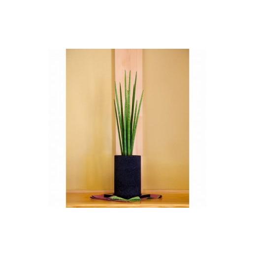 ふるさと納税 花・苗木 熊本県 天草市 S060-079_エコ・ポチ チムニー 黒 サンスベリア・バキュラリス 黒(竹炭)サンスベリア・バキュラリス