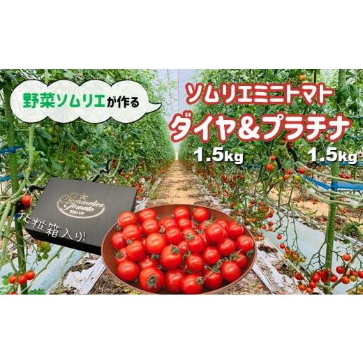 ふるさと納税 熊本県 玉名市 ソムリエミニトマト 食べ比べ3kg ( プラチナ + ダイヤ ) | 野菜 やさい トマト とまと ミニトマト 野菜ソムリエ 食べ比べ セット …