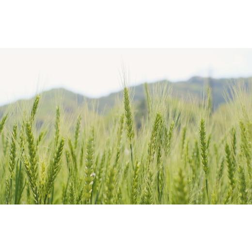 ふるさと納税 玄米 山口県 宇部市 玄米 令和7年産米 宇部市小野 大山産米 玄米20kg 玄米 げんまい ゲンマイ 玄マイ ゲン米 玄まい げん米 20kg 米 20キロ 精米…_5