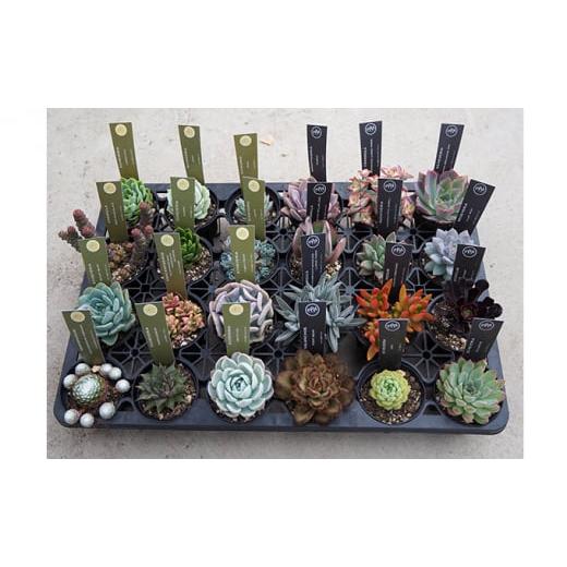 ふるさと納税 長野県 富士見町 八ヶ岳育ち多肉植物2.5寸鉢お任せ24品種アソート 花、ガーデニング 観葉植物 DGJ1900056842(18860円)