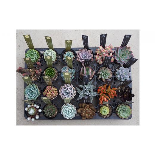 ふるさと納税 長野県 富士見町 八ヶ岳育ち多肉植物2.5寸鉢お任せ24品種アソート 花、ガーデニング 観葉植物 DGJ1900056842(18860円)