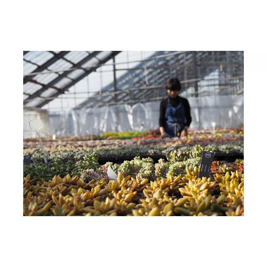 ふるさと納税 長野県 富士見町 八ヶ岳育ち多肉植物2.5寸鉢お任せ24品種アソート 花、ガーデニング 観葉植物 DGJ1900056842(18860円)