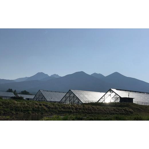 ふるさと納税 長野県 富士見町 八ヶ岳育ち多肉植物2.5寸鉢お任せ24品種アソート 花、ガーデニング 観葉植物 DGJ1900056842(18860円)