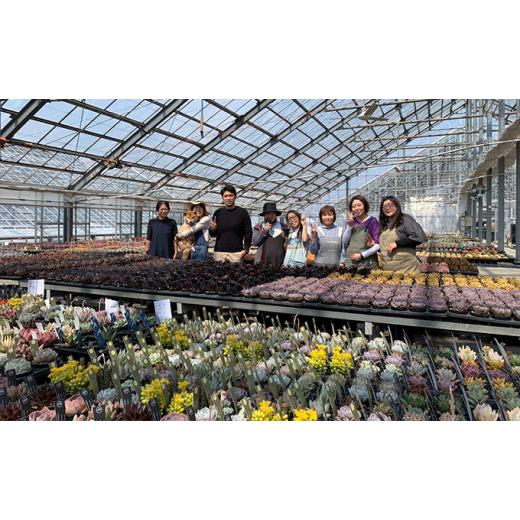 ふるさと納税 長野県 富士見町 八ヶ岳育ち多肉植物2.5寸鉢お任せ24品種アソート 花、ガーデニング 観葉植物 DGJ1900056842(18860円)