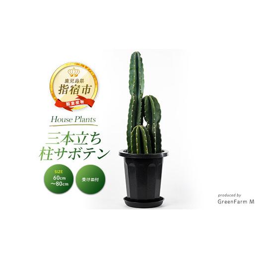 ふるさと納税 雑貨・日用品 苗木 鹿児島県 指宿市 2026年3月上旬〜発送 観葉植物 三本立ち柱サボテン60cm〜80cm(Green Farm M/IB075-005) 観葉植物 植物 鉢付…