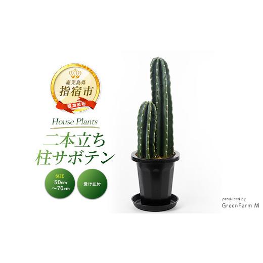ふるさと納税 雑貨・日用品 苗木 鹿児島県 指宿市 2026年3月上旬〜発送 観葉植物 二本立ち柱サボテン50cm〜70cm(Green Farm M/IB075-006) 観葉植物 植物 鉢付…
