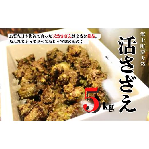 ふるさと納税 サザエ 島根県 海士町 寄付額改定 ／ 11月以降順次発送