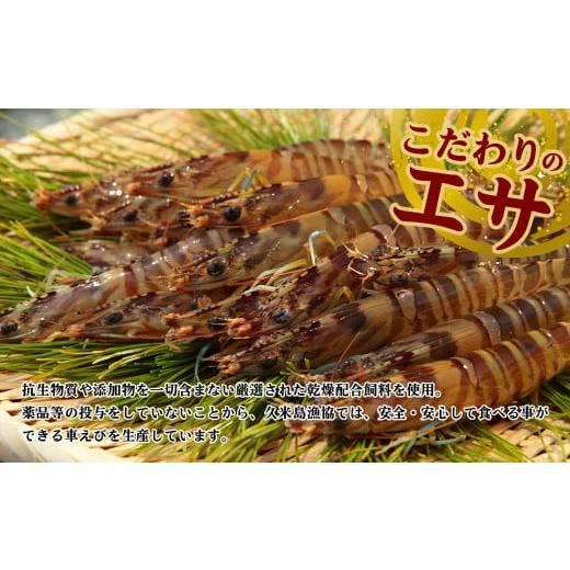 ふるさと納税 エビ 車エビ 沖縄県 久米島町 久米島漁協 活〆冷凍車海老 生食用500g 海の幸 海鮮 車えび クルマエビ 車海老 高級食材 ...