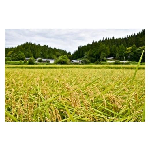 ふるさと納税 石川県 穴水町 環境に配慮した特別栽培米を定期便で 【定期便】能登棚田米こしひかり　5kg×3ヶ月 