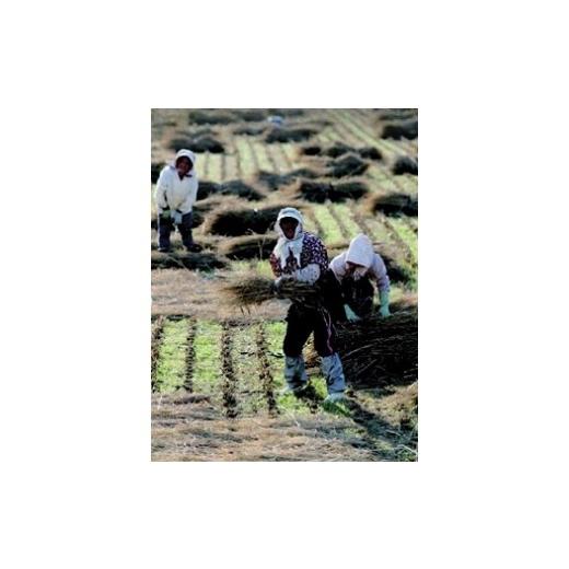 ふるさと納税 石川県 穴水町 環境に配慮した特別栽培米を定期便で 【定期便】能登棚田米こしひかり　5kg×3ヶ月 