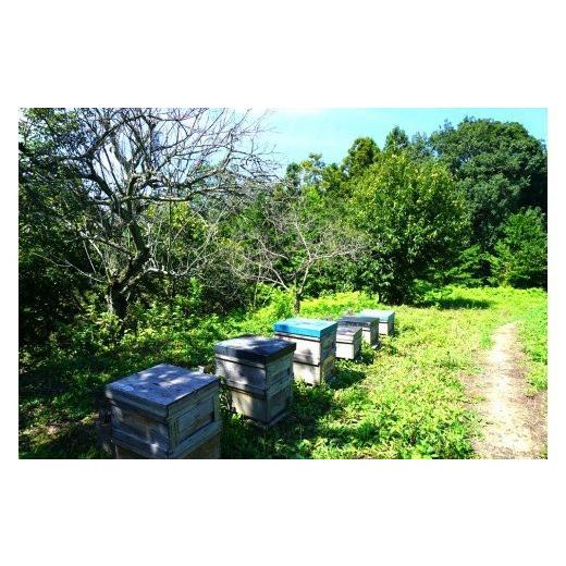 ふるさと納税 加工品等 はちみつ 群馬県 富岡市 富岡国産純粋はちみつ 3種セット(550g×3本) 国産 アカシア蜂蜜 百花蜜 栗蜜 天然 はちみつ ハチミツ 蜂蜜 食…の画像